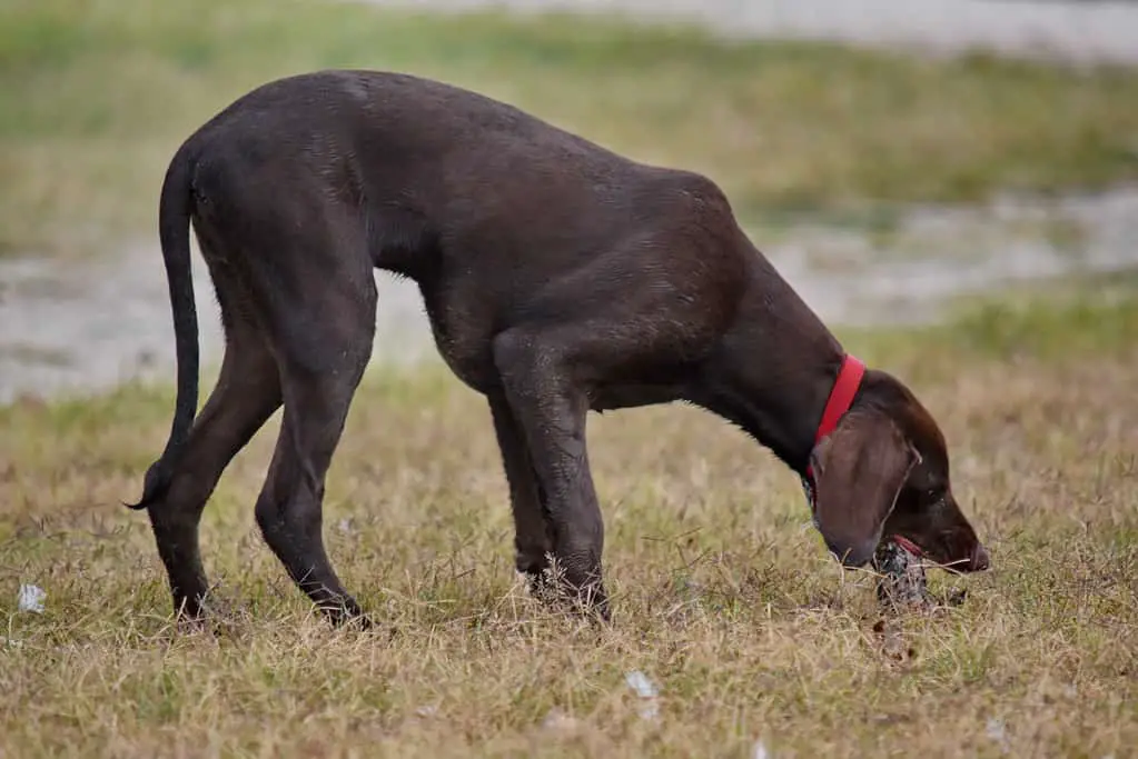 limber tail labrador