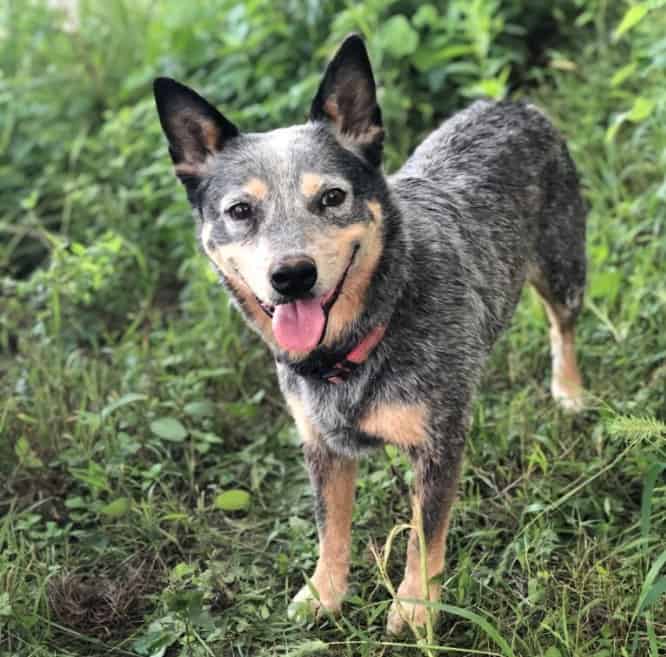 lab and blue heeler mix