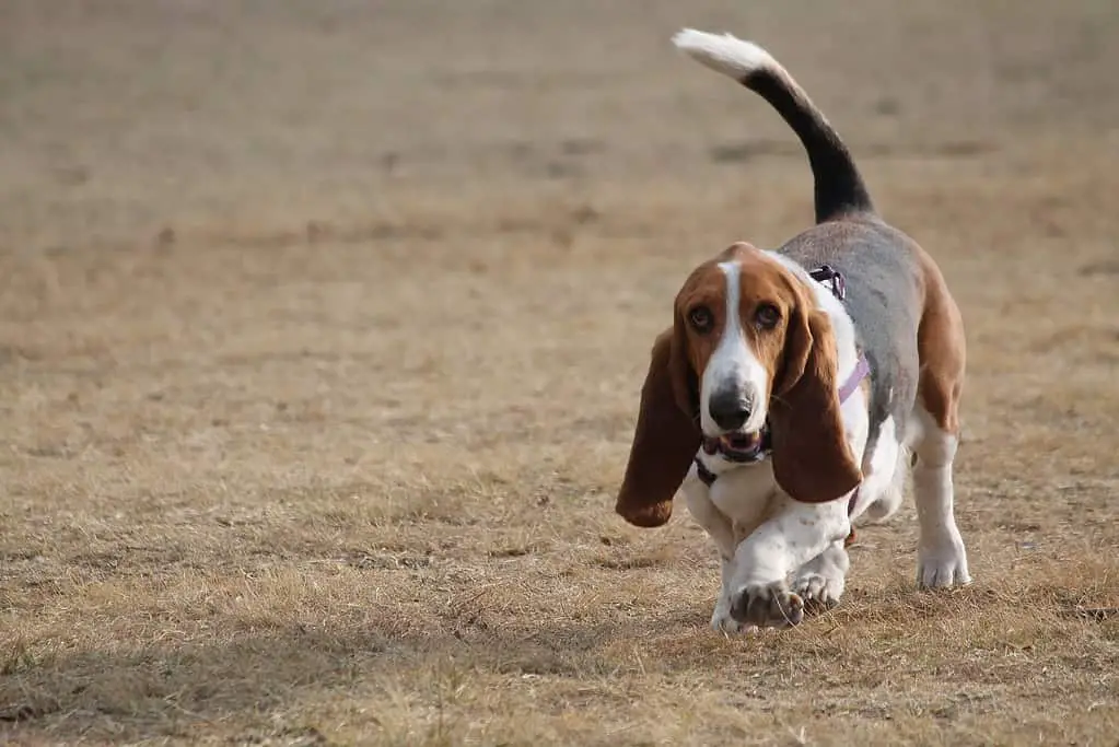 Basset Shepherd dog breed