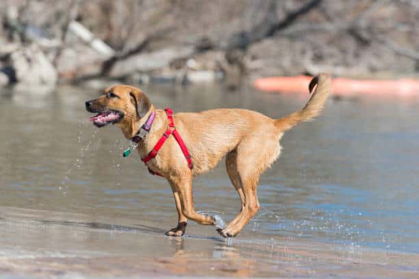 collar vs harness for dogs