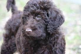 black labrador + poodle= black labradoodle