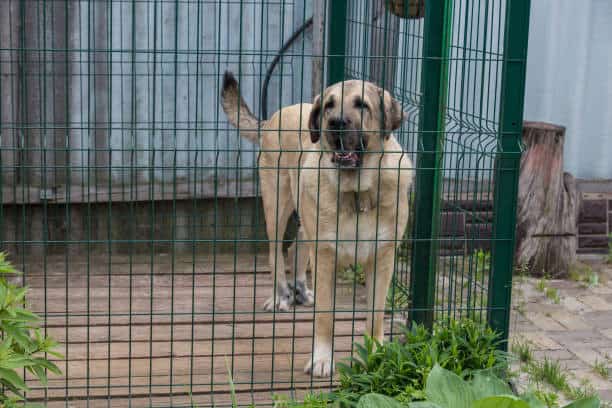 size dog crate for labrador