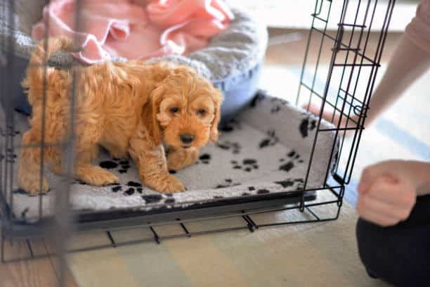potty training; crate train a puppy