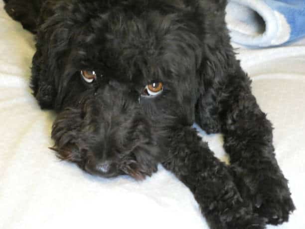 black labradoodle