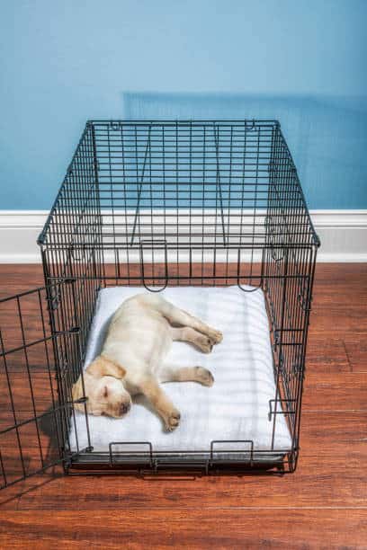 most potty trained dogs love to sleep in open crate overnight
