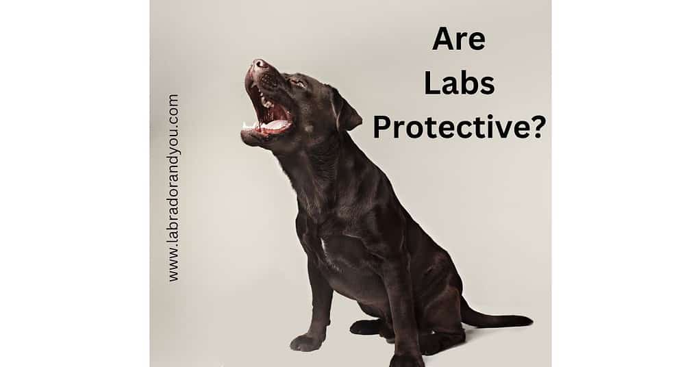 Are Labs Protective