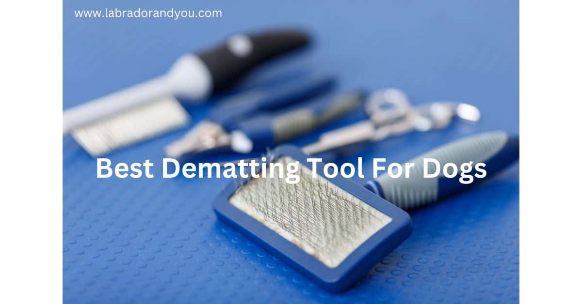 Best Dematting Tool For Dogs Brushes, Combs, and Undercoat Care