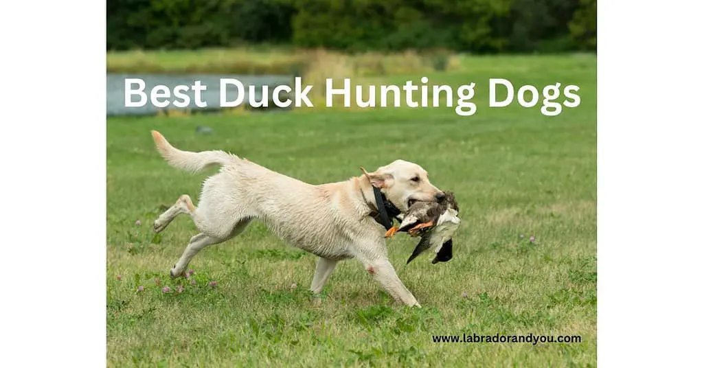 Best Duck Hunting Dogs