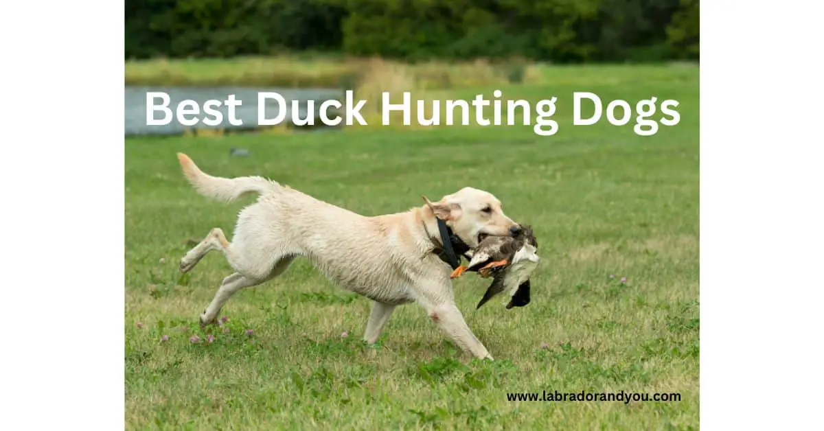10 Best Duck Hunting Dogs Suited For Hunting