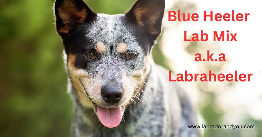 Blue Heeler Lab Mix