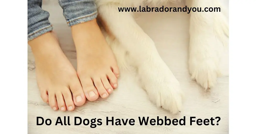 Do All Dogs Have Webbed Feet