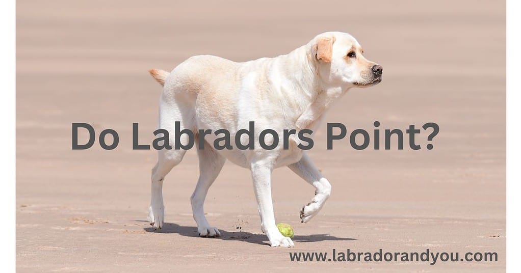 Do Labradors Point