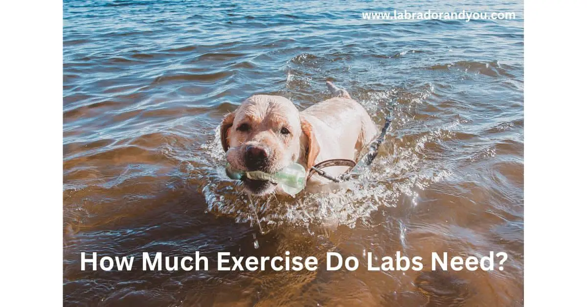 How Much Exercise Do Labs Need to Stay Fit?