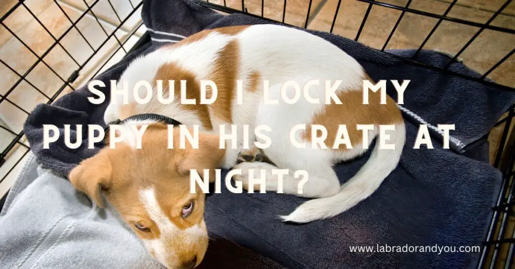 Should I Lock My Puppy In His Crate At Night
