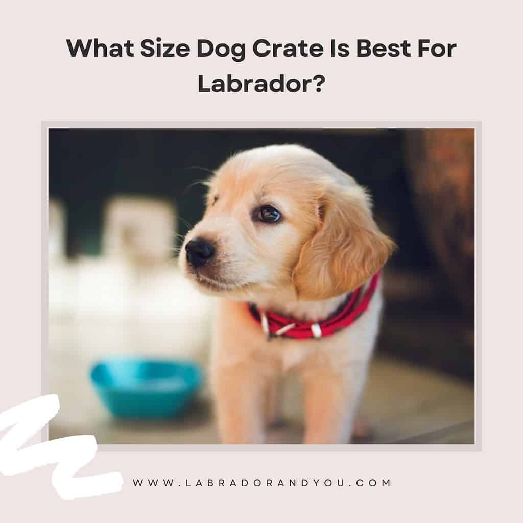 What Crate Size Is Best For Labrador