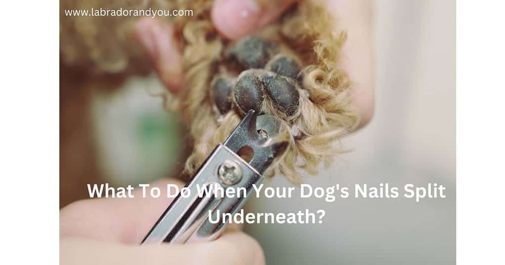 What To Do When Your Dog's Nails Split Underneath