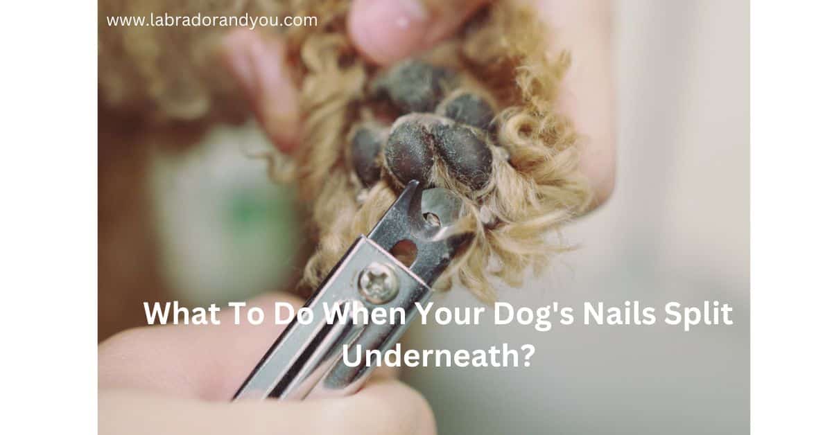 How To Prevent Dog Nails Splitting Underneath?