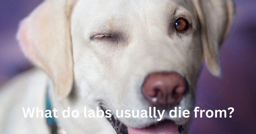 What do labs usually die from