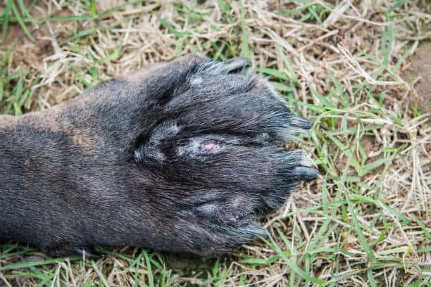 dog nails splitting