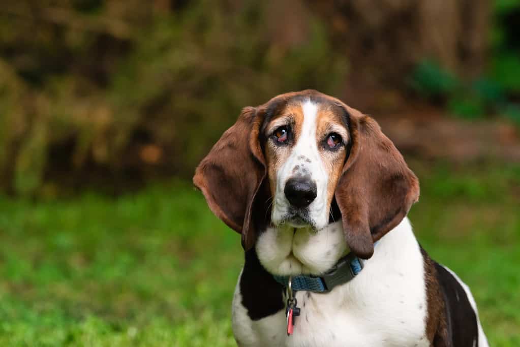 how much do basset hounds cost