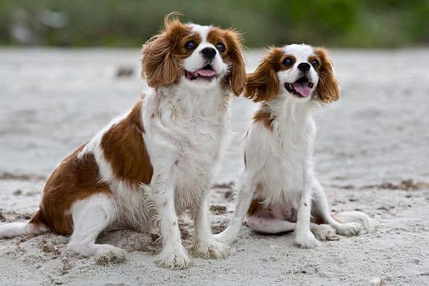 webbed feet helping several other dog breeds