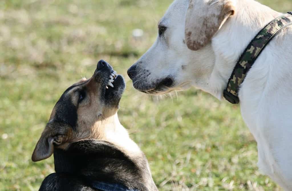 labrador aggressive