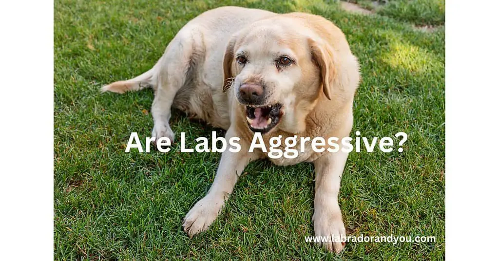 are labs aggressive