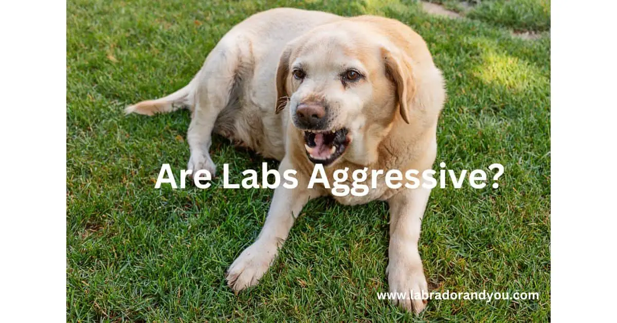can labrador retrievers be aggressive