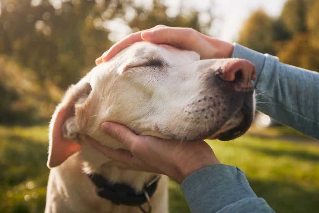 can labs be aggressive