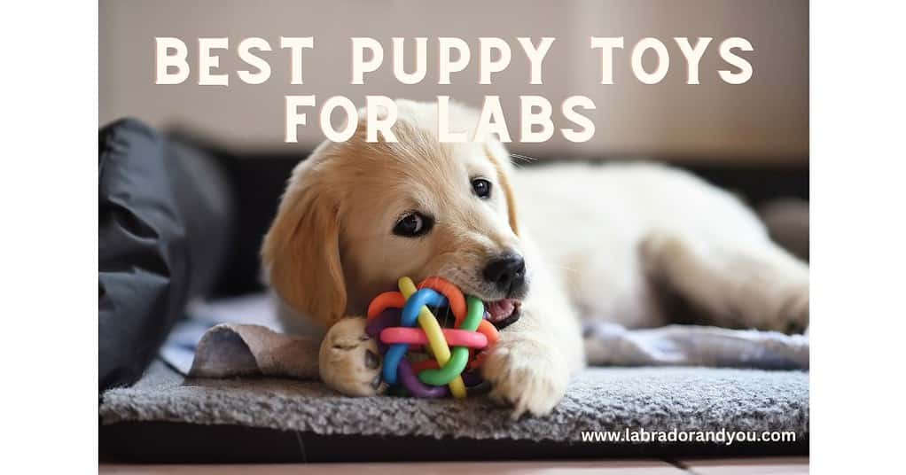 best puppy toys for labs