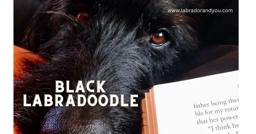 black labradoodle