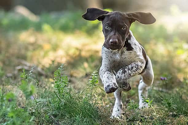 which dogs have webbed feet