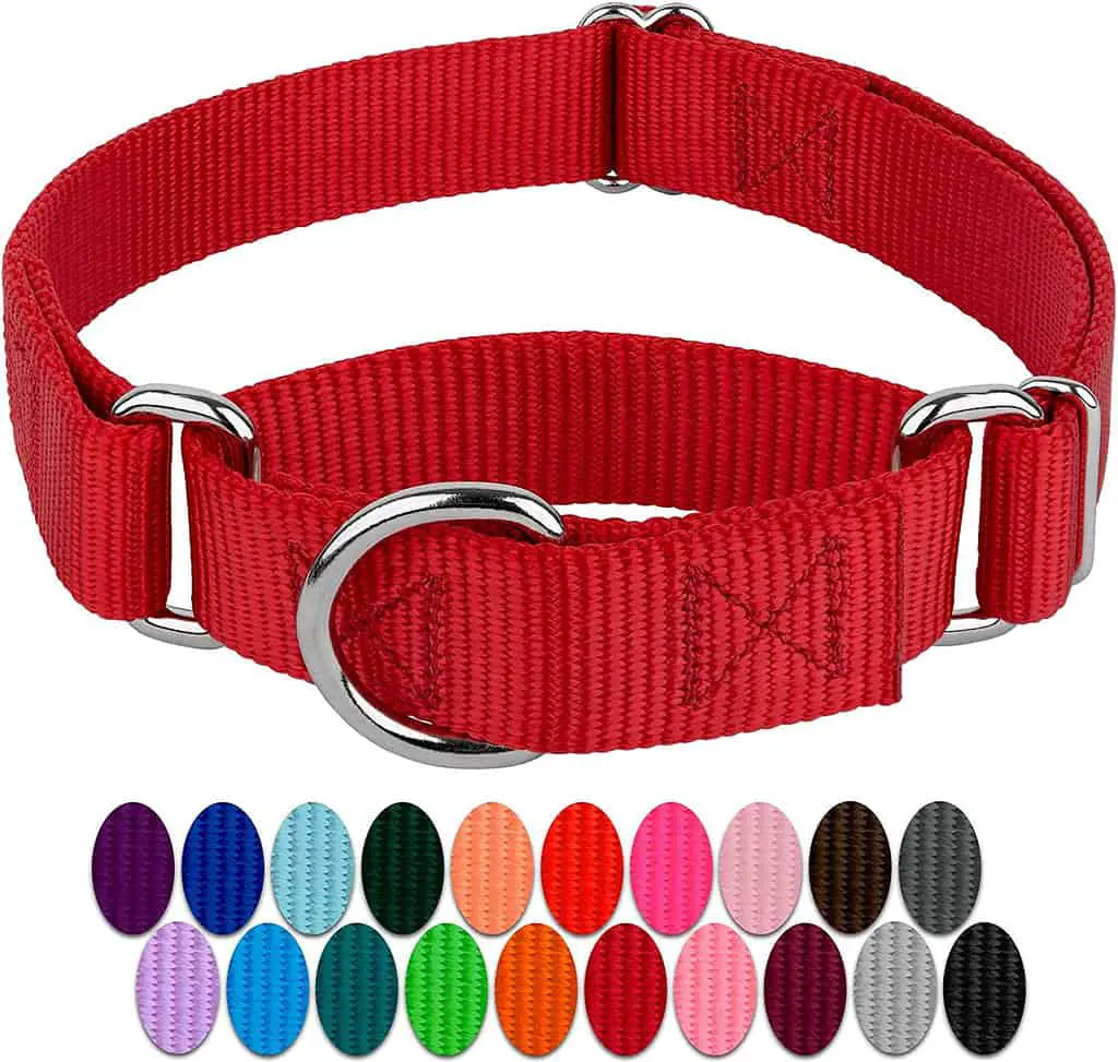 collar vs harness for puppy