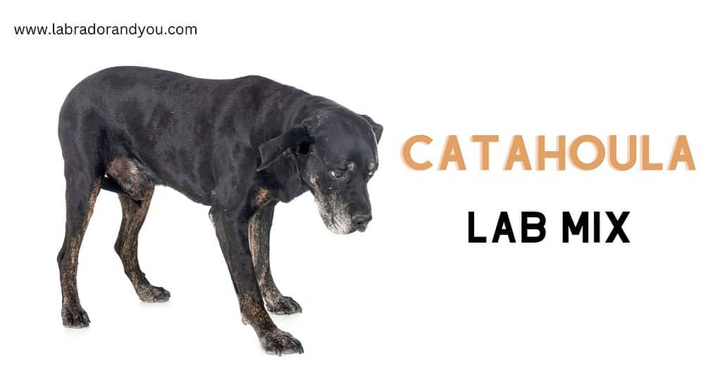 Catahoula Lab Mix