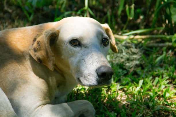 senior dogs; very healthy dogs