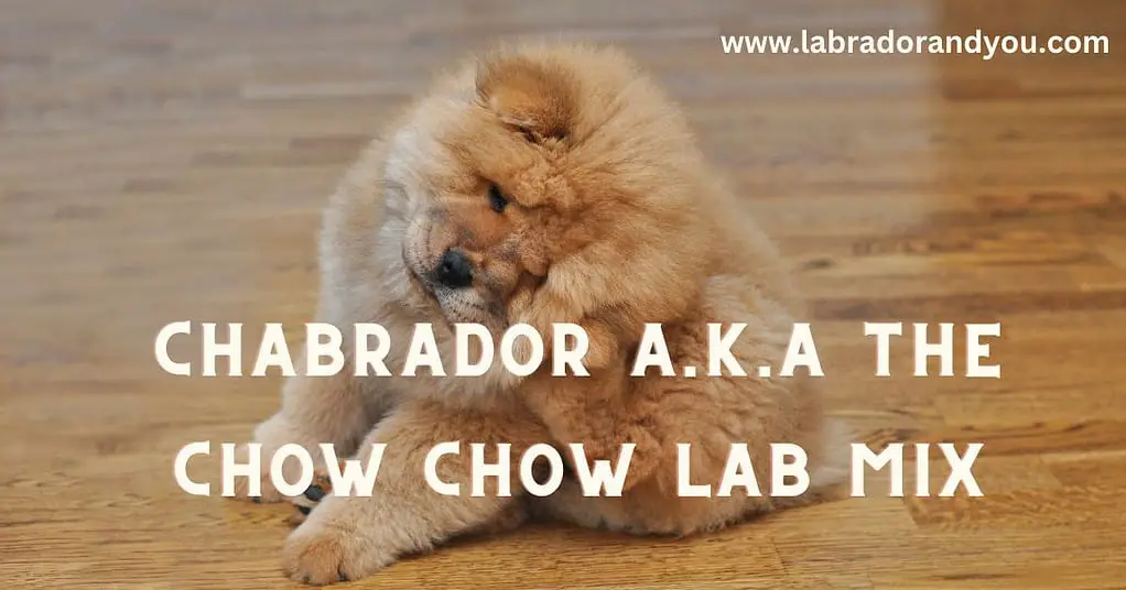 chow chow lab mix