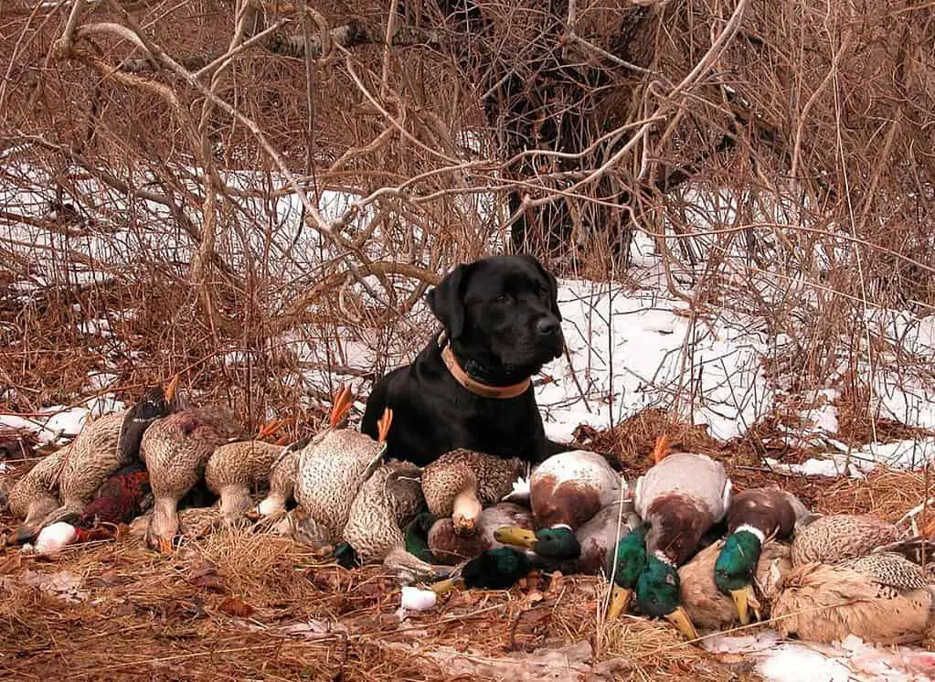 Hunt tests for labs; pointing labrador retrrievers