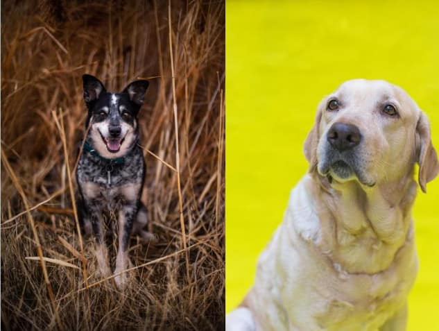 lab blue heeler mix