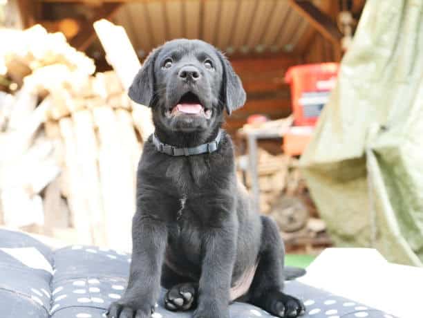 silver lab vs charcoal lab