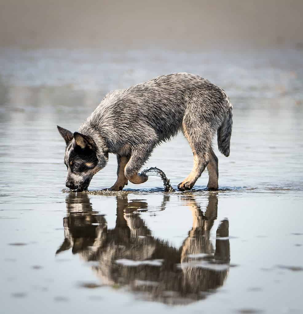 labrador blue heeler mix