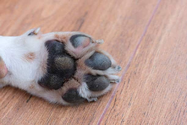 dog webbed feet