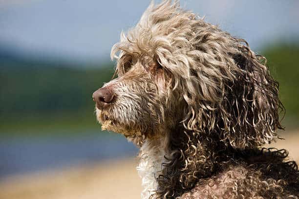 dog with webbed feet