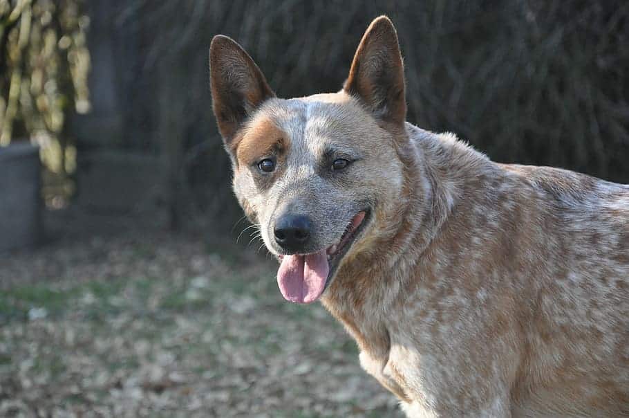 blue heeler and lab mix