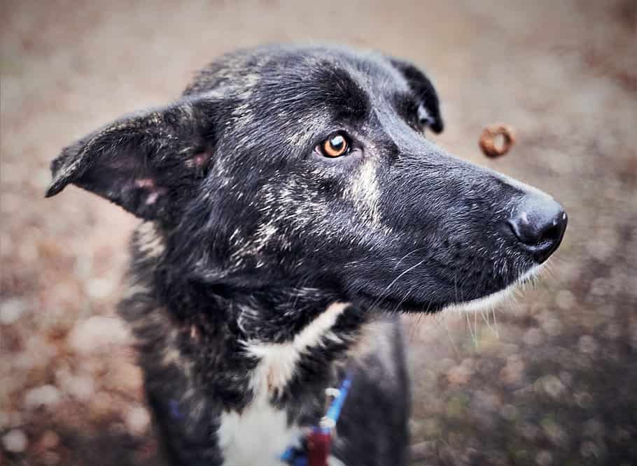 blue heeler lab mix