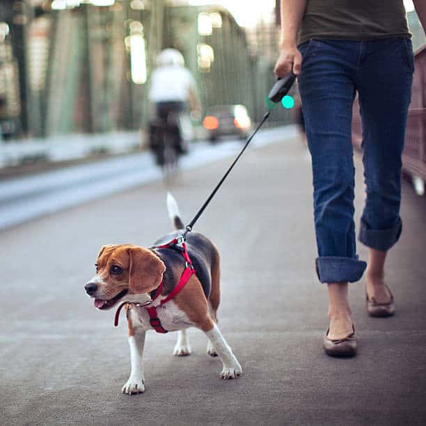 harness vs collar for dogs