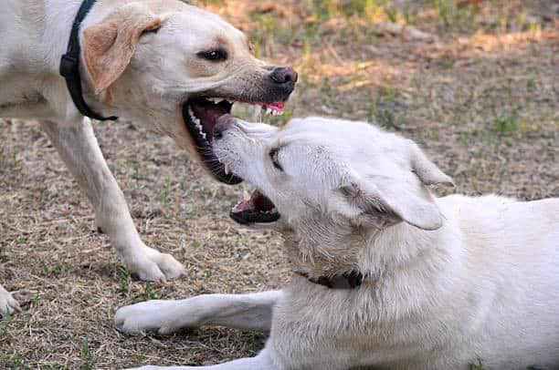 will labs protect their owners