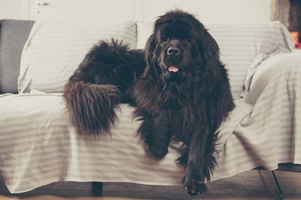 do newfoundlands have webbed feet