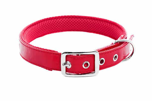 dog harness vs collar