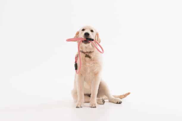 puppy harness vs collar
