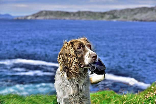 what dog breeds have webbed feet